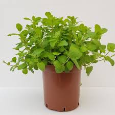 Attēlu rezultāti vaicājumam “Mentha spicata”