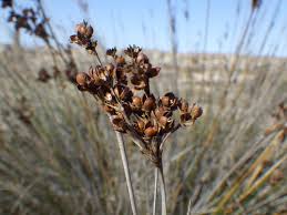 Attēlu rezultāti vaicājumam “Juncus bulbosus fruit”
