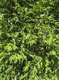 Attēlu rezultāti vaicājumam “Tilia platyphyllos Laciniata”