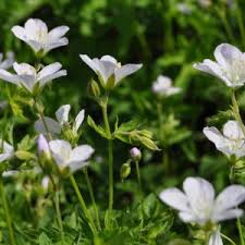 Attēlu rezultāti vaicājumam “Geranium sylvaticum flower”