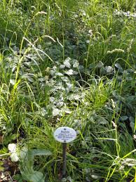 Attēlu rezultāti vaicājumam “Dactylis polygama”