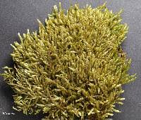 Attēlu rezultāti vaicājumam “Didymodon tophaceus sporophyte”