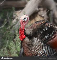 Attēlu rezultāti vaicājumam “Meleagris male”