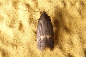 Attēlu rezultāti vaicājumam “Borkhausenia minutella”