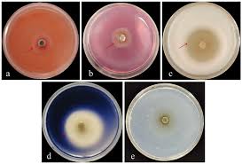 Attēlu rezultāti vaicājumam “Rhabdoweisia fugax sporophyte”