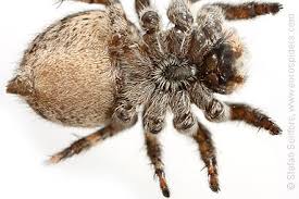 Attēlu rezultāti vaicājumam “Aelurillus v-insignitus”