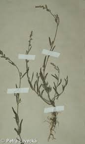 Attēlu rezultāti vaicājumam “Atriplex littoralis fruit”