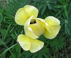 Attēlu rezultāti vaicājumam “Oenothera rubricauli flower”