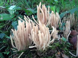 Attēlu rezultāti vaicājumam “Clavaria fumosa”