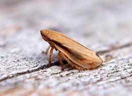 Attēlu rezultāti vaicājumam “Neophilaenus lineatus”