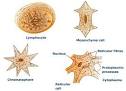 <b>Connective Tissue</b> | Tutorvista.