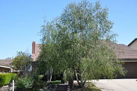 Attēlu rezultāti vaicājumam “Betula”