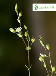 Attēlu rezultāti vaicājumam “Arenaria serpyllifolia”