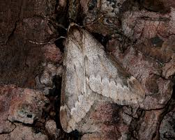 Attēlu rezultāti vaicājumam “Alsophila aescularia”