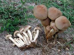 Attēlu rezultāti vaicājumam “Psathyrella lacrymabunda”