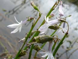 Attēlu rezultāti vaicājumam “Lobelia dortmanna flower”