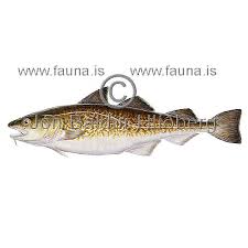 Image result for Gadus macrocephalus