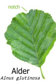 Attēlu rezultāti vaicājumam “Alnus glutinosa leaf”