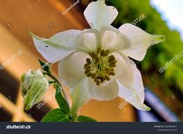 Attēlu rezultāti vaicājumam “Aquilegia vulgaris bud”