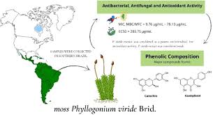 Attēlu rezultāti vaicājumam “Brachytheciastrum velutinum sporophyte”