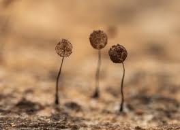 Attēlu rezultāti vaicājumam “Comatricha ellae”