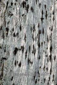 Attēlu rezultāti vaicājumam “Xylographa paralella”