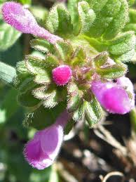 Attēlu rezultāti vaicājumam “Lamium amplexicaule flower”