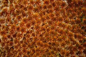 Attēlu rezultāti vaicājumam “Sphagnum fuscum”