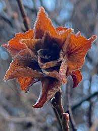 Attēlu rezultāti vaicājumam “Rhabdophaga rosaria”