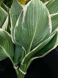 Attēlu rezultāti vaicājumam “Hosta sp. leaf”