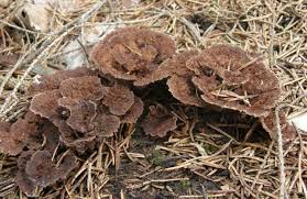 Attēlu rezultāti vaicājumam “Thelephora terrestris”