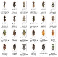 Attēlu rezultāti vaicājumam “Coleoptera”