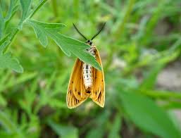Attēlu rezultāti vaicājumam “Spiris striata”