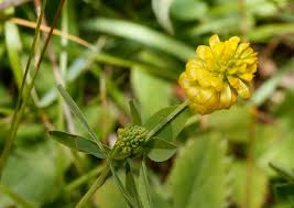 Attēlu rezultāti vaicājumam “Trifolium aureum”