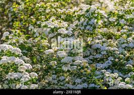 Attēlu rezultāti vaicājumam “Spiraea chamaedryfolia flower”