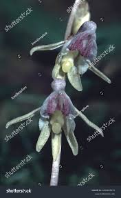 Attēlu rezultāti vaicājumam “Epipogium aphyllum”