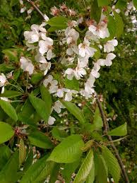 Attēlu rezultāti vaicājumam “Prunus (bird-cherry tree)”