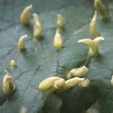 Attēlu rezultāti vaicājumam “Eriophyes tiliae”