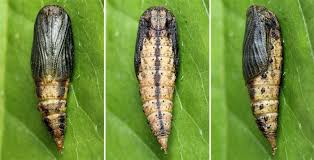 Attēlu rezultāti vaicājumam “Thalera fimbrialis”