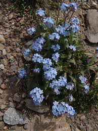Attēlu rezultāti vaicājumam “Myosotis laxa subsp. baltica”