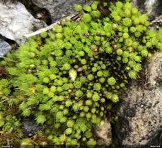 Attēlu rezultāti vaicājumam “Bryum pallescens”