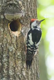 Attēlu rezultāti vaicājumam “Dendrocopos medius nest”