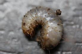 Attēlu rezultāti vaicājumam “Cetonia aurata imago”