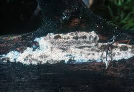 Attēlu rezultāti vaicājumam “Antrodia macra”