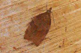 Attēlu rezultāti vaicājumam “Pandemis cinnamomeana female”