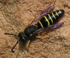 Attēlu rezultāti vaicājumam “Ancistrocerus sp. male”