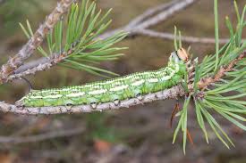 Attēlu rezultāti vaicājumam “Sphinx pinastri larva”