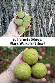 Attēlu rezultāti vaicājumam “Juglans cinerea fruit”