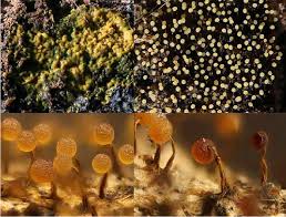 Attēlu rezultāti vaicājumam “Physarum flavicomum”