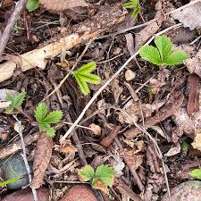 Attēlu rezultāti vaicājumam “Fragaria vesca leaf”
